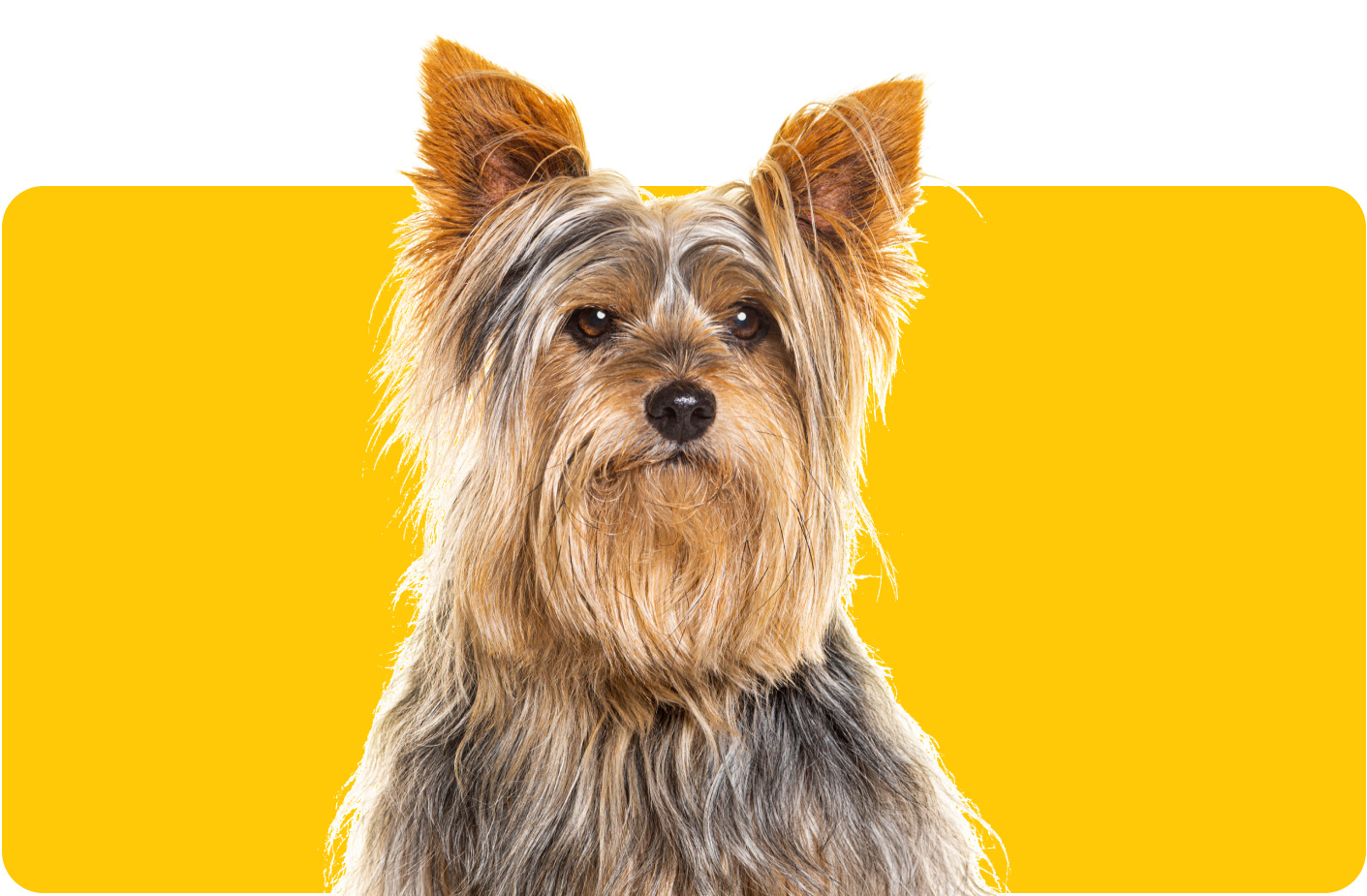 Image of a Yorkshire Terrier 